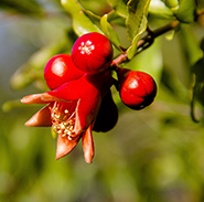 Pomegranate